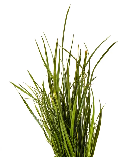 Een heleboel groene gazon gras. Geïsoleerd op witte achtergrond — Stockfoto