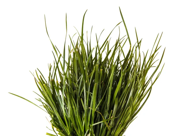 Un mucchio di erba verde. Isolato su sfondo bianco — Foto Stock