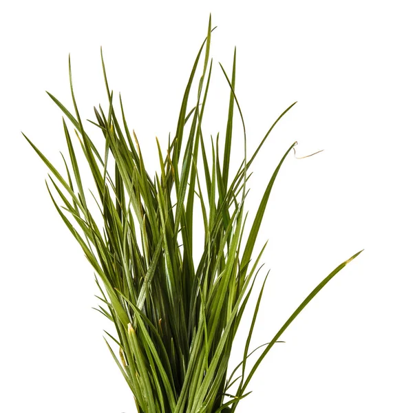 Куча зеленой газонной травы. Изолированный на белом фоне — стоковое фото