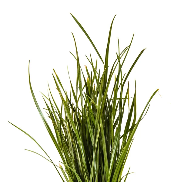 Een heleboel groene gazon gras. Geïsoleerd op witte achtergrond — Stockfoto