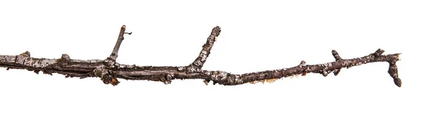 Dry branches with cracked dark bark. Isolated on white backgroun — Stock Photo, Image