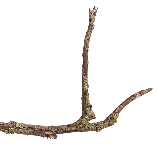 Branches sèches avec écorce foncée fissurée. Isolé sur fond blanc — Photo