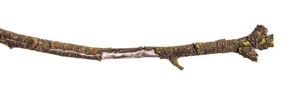 금이 어두운 나무 껍질과 가지를 건조. 백색 backgroun에 고립 — 스톡 사진