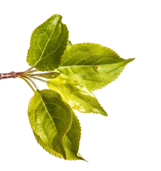 Větev jabloně s mladé zelené listy. Izolované na whi — Stock fotografie