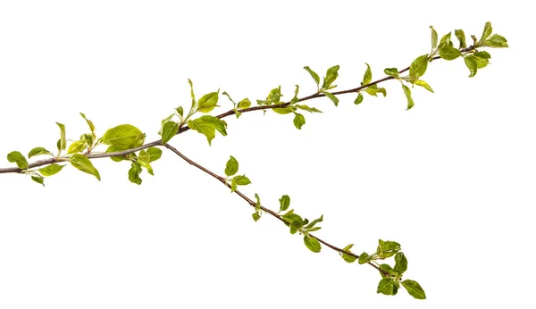 Branche d'un pommier aux jeunes feuilles vertes. Isolé sur lequel — Photo