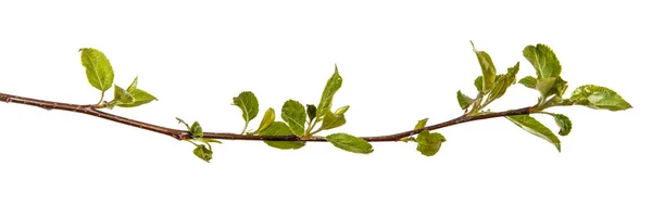 Zweig eines Apfelbaums mit jungen grünen Blättern. isoliert auf whi — Stockfoto