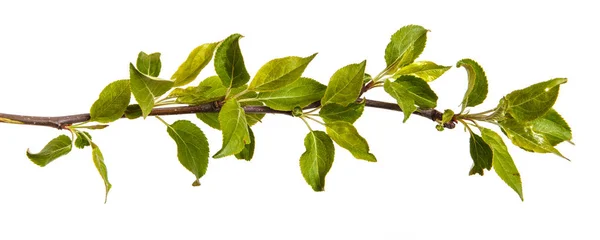 Branch of an apple tree with young green leaves. Isolated on whi — Stock Photo, Image