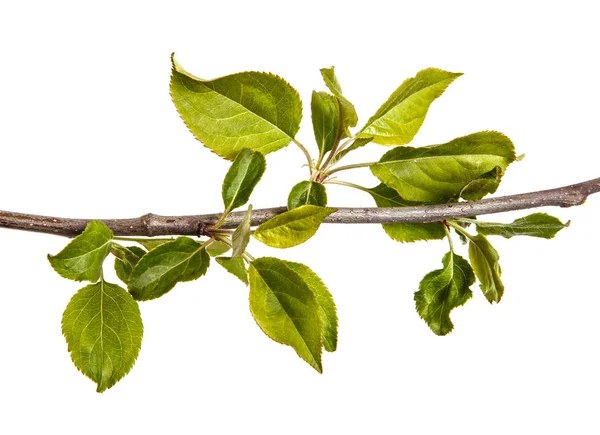 Branch of an apple tree with young green leaves. Isolated on whi — Stock Photo, Image