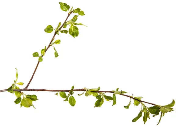 Tak van een appelboom met jonge groene bladeren. Geïsoleerd op de whi — Stockfoto