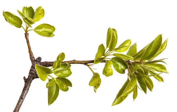 Een tak van de perenboom met jonge groene bladeren. Geïsoleerd op wit — Stockfoto