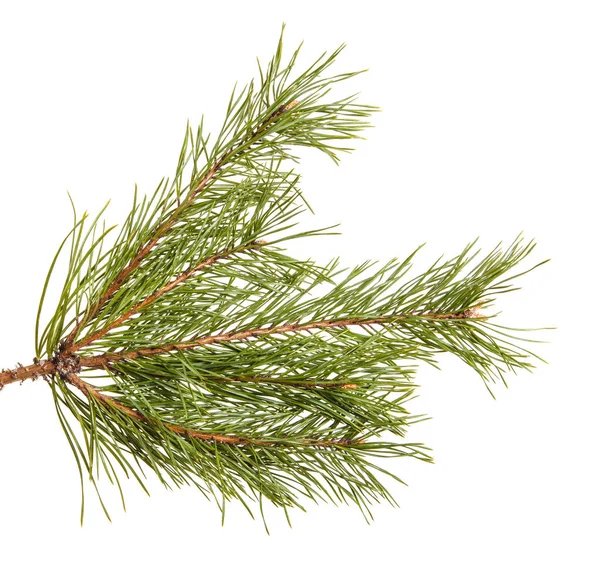 A branch of a pine tree. Isolated on white background — Stock Photo, Image