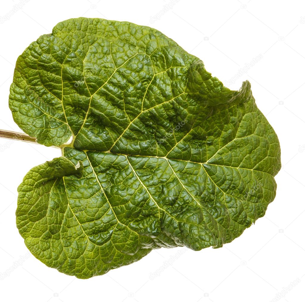 Green leaves of burdock spoiled on white background