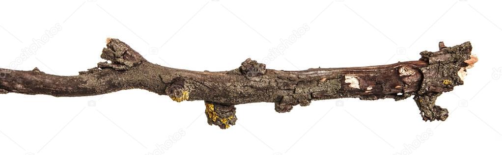 Dry branches with cracked dark bark. Isolated on white backgroun
