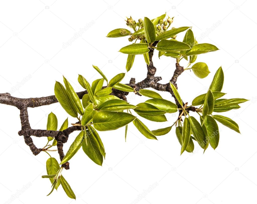 A branch of pear tree with young green leaves. Isolated on white