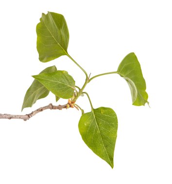 Genç yeşil yaprakları ile Lila bir çalı Şubesi. WH izole