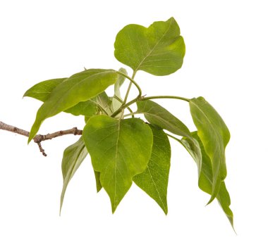 Genç yeşil yaprakları ile Lila bir çalı Şubesi. WH izole