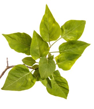 Genç yeşil yaprakları ile Lila bir çalı Şubesi. WH izole