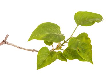 Genç yeşil yaprakları ile Lila bir çalı Şubesi. WH izole