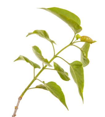 Genç yeşil yaprakları ile Lila bir çalı Şubesi. WH izole