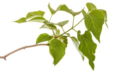 Genç yeşil yaprakları ile Lila bir çalı Şubesi. WH izole