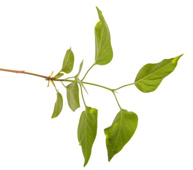 Genç yeşil yaprakları ile Lila bir çalı Şubesi. WH izole