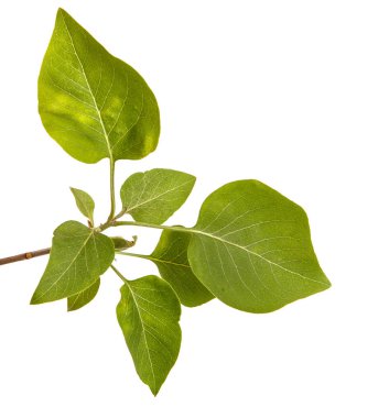 Genç yeşil yaprakları ile Lila bir çalı Şubesi. WH izole