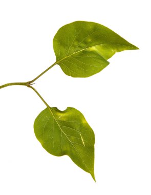 Genç yeşil yaprakları ile Lila bir çalı Şubesi. WH izole