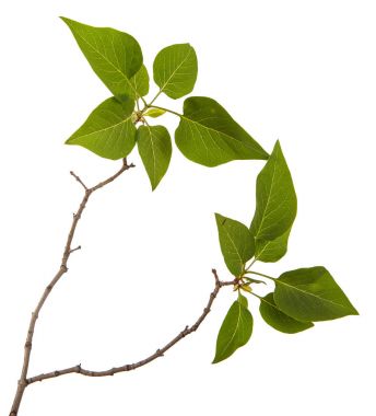 Genç yeşil yaprakları ile Lila bir çalı Şubesi. WH izole