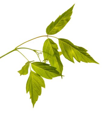 Akçaağaç dalları yeşil yaprakları ile. Beyaz arka plan üzerinde izole