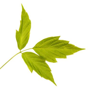 Akçaağaç dalları yeşil yaprakları ile. Beyaz arka plan üzerinde izole