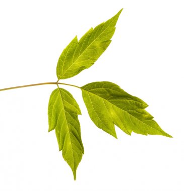 Akçaağaç dalları yeşil yaprakları ile. Beyaz arka plan üzerinde izole