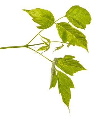 Akçaağaç dalları yeşil yaprakları ile. Beyaz arka plan üzerinde izole