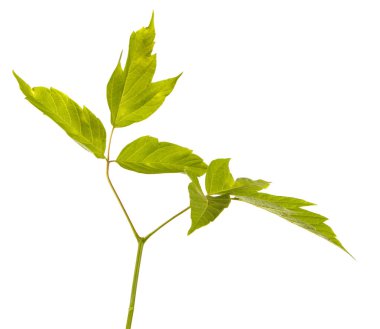 Akçaağaç dalları yeşil yaprakları ile. Beyaz arka plan üzerinde izole