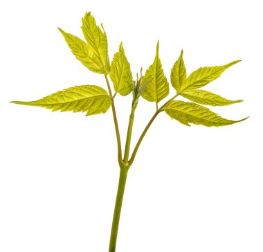 Akçaağaç dalları yeşil yaprakları ile. Beyaz arka plan üzerinde izole