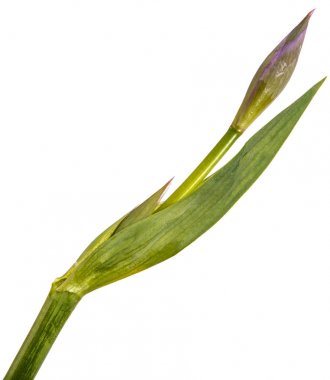 Unblown tomurcukları Iris çiçek. Beyaz arka plan üzerinde izole