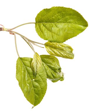 Yeşil yaprakları ile bir elma ağacı dalı. Beyaz b izole