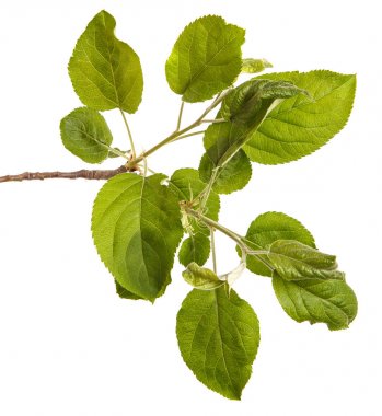 Yeşil yaprakları ile bir elma ağacı dalı. Beyaz b izole
