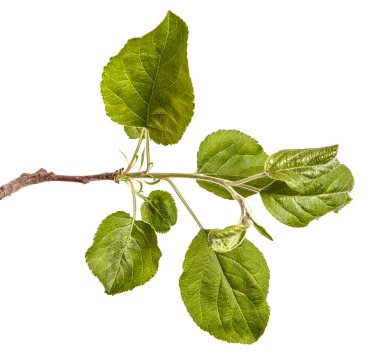 Yeşil yaprakları ile bir elma ağacı dalı. Beyaz b izole