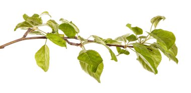 Yeşil yaprakları ile bir elma ağacı dalı. Beyaz b izole