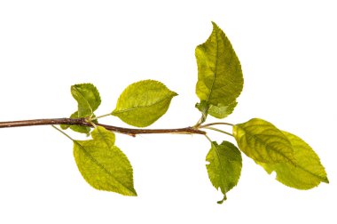 Yeşil yaprakları ile bir elma ağacı dalı. Beyaz b izole