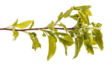 Yeşil yaprakları ile bir elma ağacı dalı. Beyaz b izole