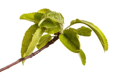 Yeşil yaprakları ile bir elma ağacı dalı. Beyaz b izole