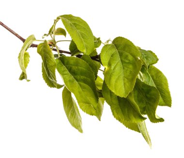 Yeşil yaprakları ile bir elma ağacı dalı. Beyaz b izole