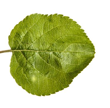 Bir elma ağacının bir yaprak. Beyaz arka plan üzerinde izole