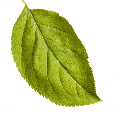 Bir elma ağacının bir yaprak. Beyaz arka plan üzerinde izole