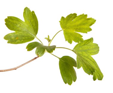 Frenküzümü fidanları genç yeşil yaprakları ile bir dalı. Üzerinde izole 