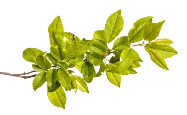 bir erik ağacı dalı. Beyaz arka plan üzerinde izole