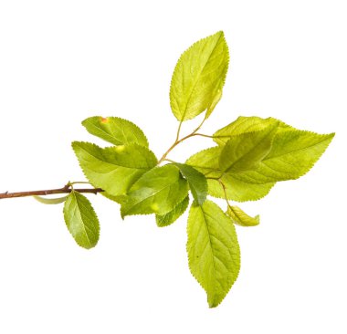 bir erik ağacı dalı. Beyaz arka plan üzerinde izole