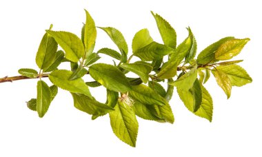 bir erik ağacı dalı. Beyaz arka plan üzerinde izole