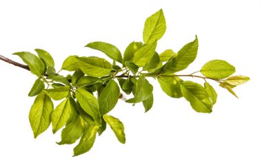 bir erik ağacı dalı. Beyaz arka plan üzerinde izole